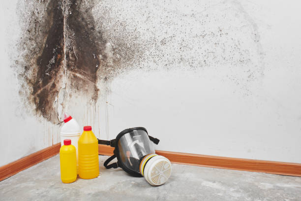 Mold Testing and Removal in Chesterbrook, PA