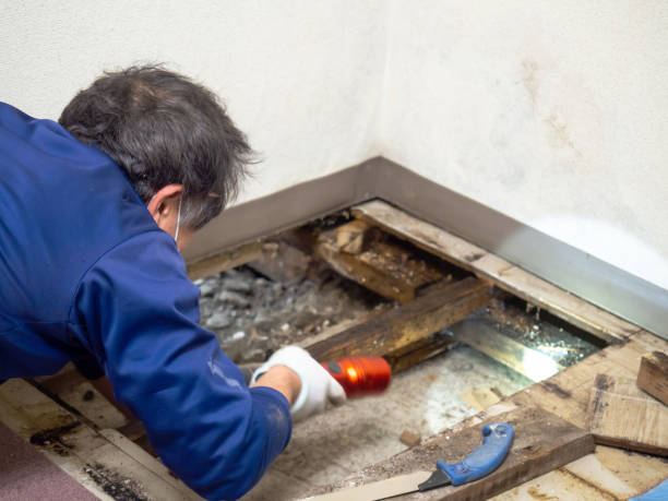 Best Attic Mold Removal  in Chesterbrook, PA