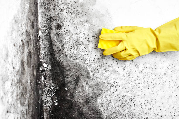 Best Residential Mold Removal  in Chesterbrook, PA