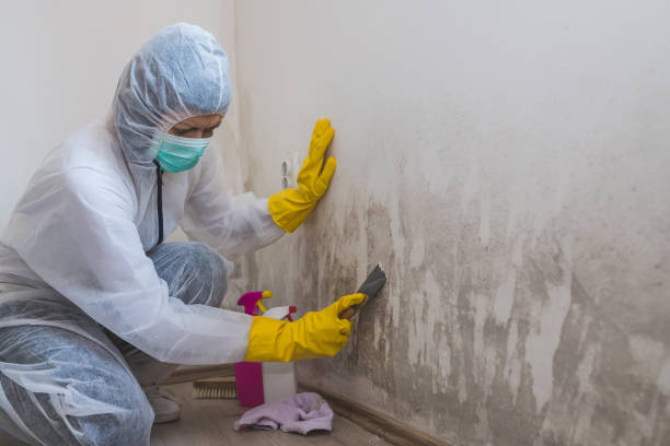 Certified Mold Removal in Chesterbrook, PA