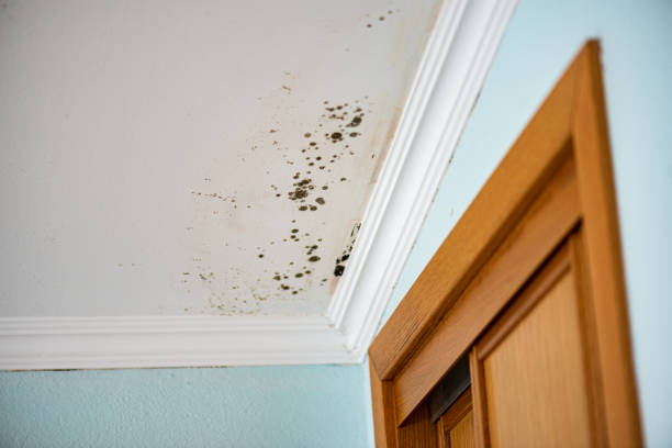 Best Crawl Space Mold Removal  in Chesterbrook, PA