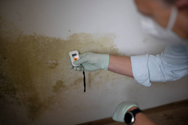 Best Office Mold Removal Services  in Chesterbrook, PA